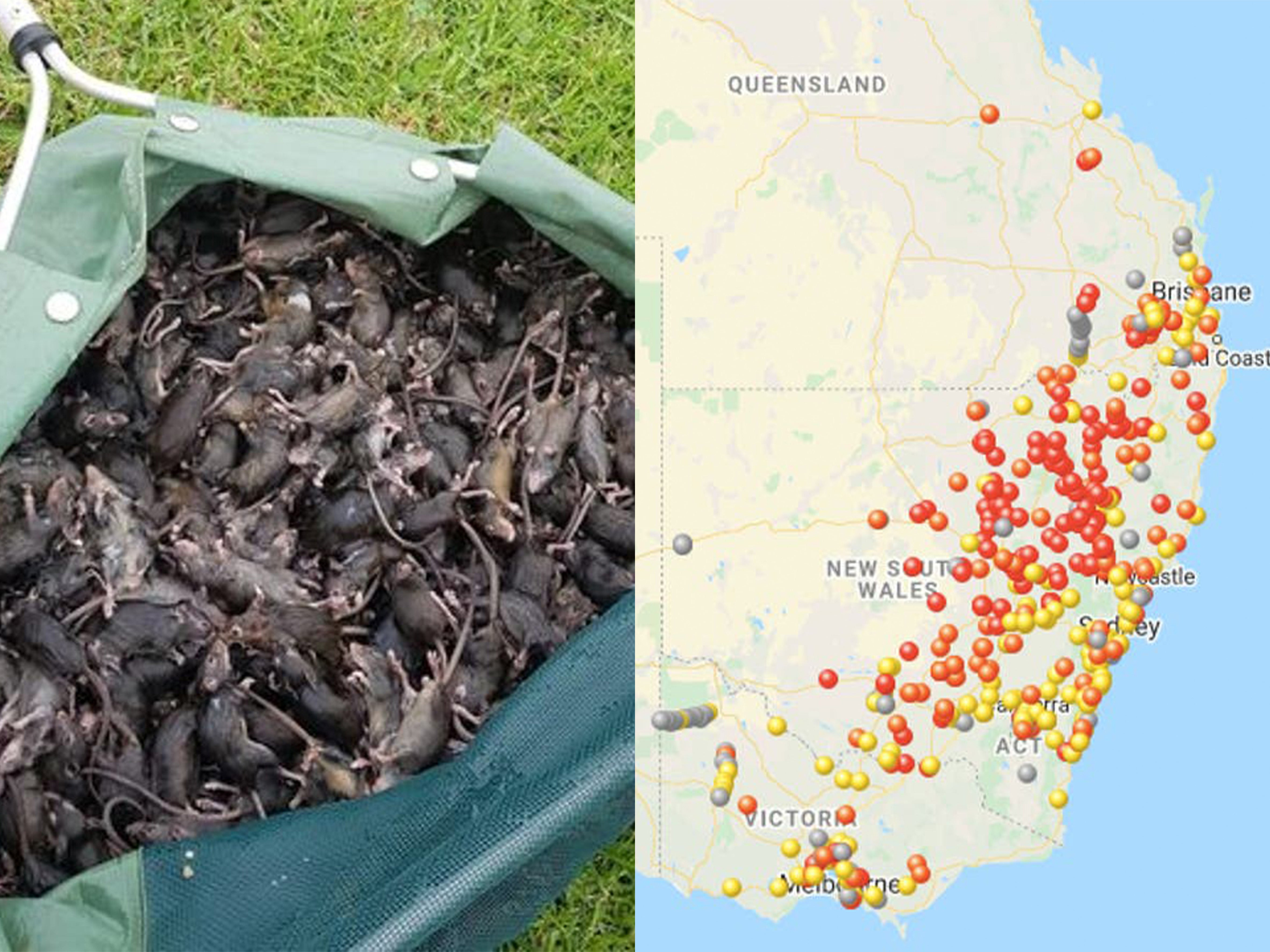 Map shows extent of Australia mouse plague The Independent